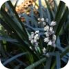 Ophiopogon pl. Niger, (Slangenbaard)