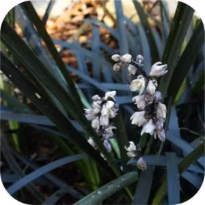 Ophiopogon pl. Niger, (Slangenbaard)