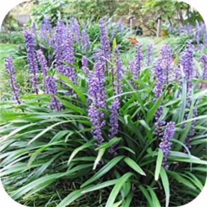 Liriope muscari 'Money maker' (leliegras)