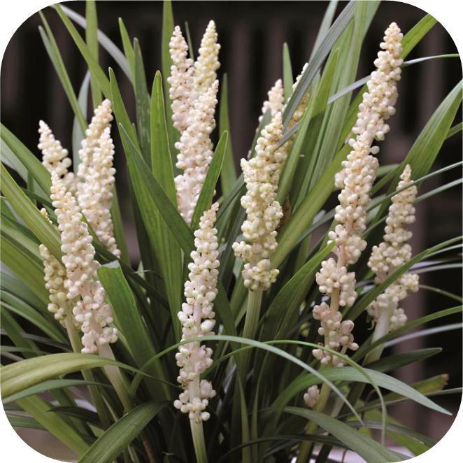 Liriope muscari 'Monroe white ' (leliegras)