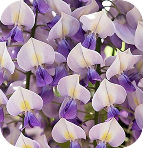 Wisteria floribunda Domino (Blauwe regen)