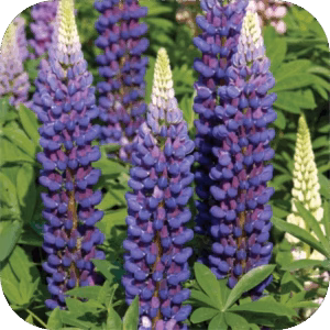 Lupinus Gallery blue (Lupine) blauw