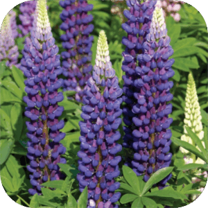 Lupinus Gallery blue (Lupine) blauw
