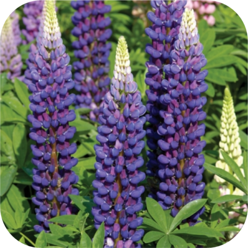 Lupinus Gallery blue (Lupine) blauw