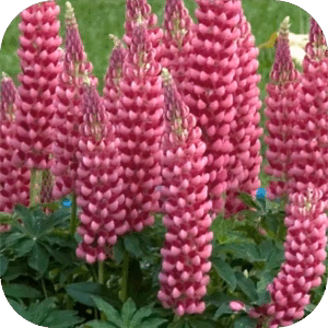 Lupinus Gallery Pink (Lupine) roze
