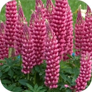 Lupinus Gallery Pink (Lupine) roze