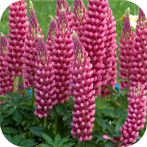 Lupinus Gallery Pink (Lupine) roze