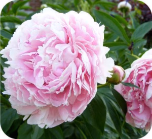 Paeonia l. Sarah Bernhardt (Pioenroos of boompioen)