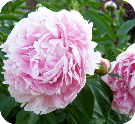 Paeonia l. Sarah Bernhardt (Pioenroos of boompioen)