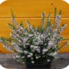 Erica carnea, (winterheide) roze
