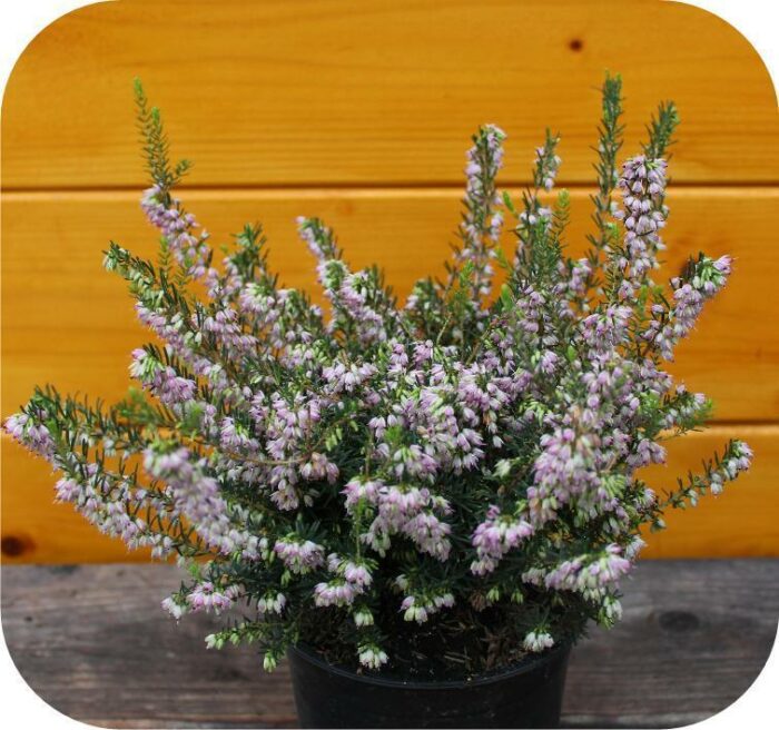 Erica carnea, (winterheide) roze