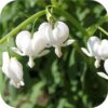 Dicentra wit (gebroken hartje)