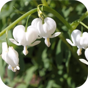 Dicentra wit (gebroken hartje)