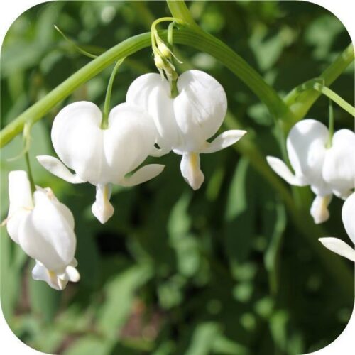 Dicentra wit (gebroken hartje)