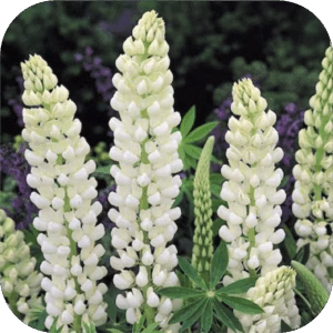 Lupine wit