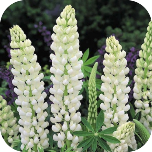 Lupine wit