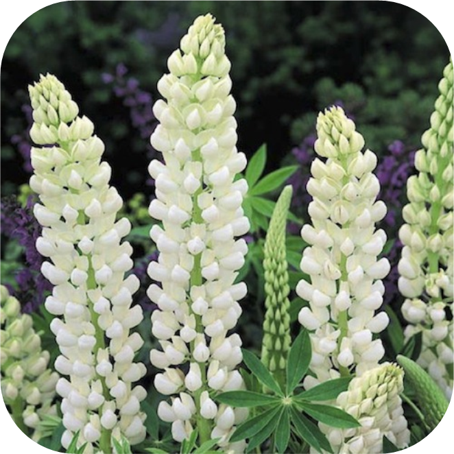 Lupine wit
