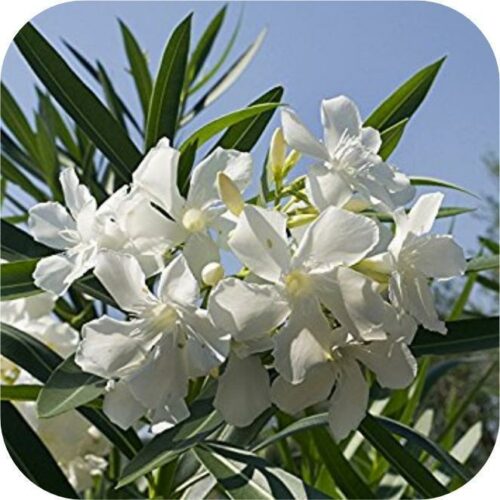 Oleander wit