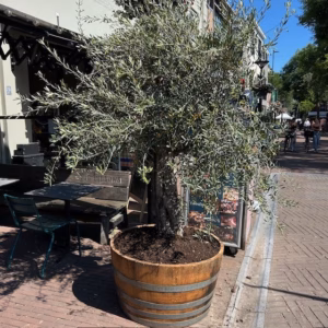 Half eikenhouten wijnvat 250 liter