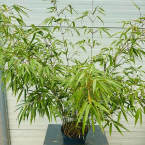 Bamboe Fargesia Rufa 65 cm