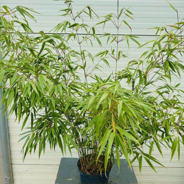 Bamboe Fargesia Rufa 65 cm