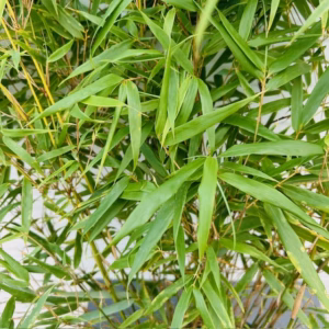 Bamboe Fargesia Rufa 65 cm