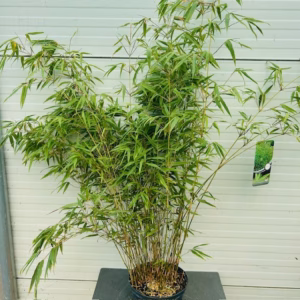 Bamboe Fargesia Rufa 65 cm