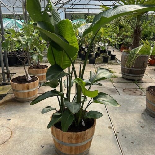 55 liter portvat beplant met Strelitzia augusta (Paradijsvogelplant)