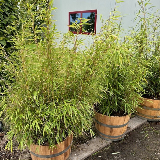 Half portvat 55 liter voorzien Bamboe Fargesia Robusta campbell
