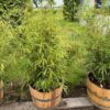 Half portvat 55 liter voorzien Bamboe Fargesia Robusta campbell