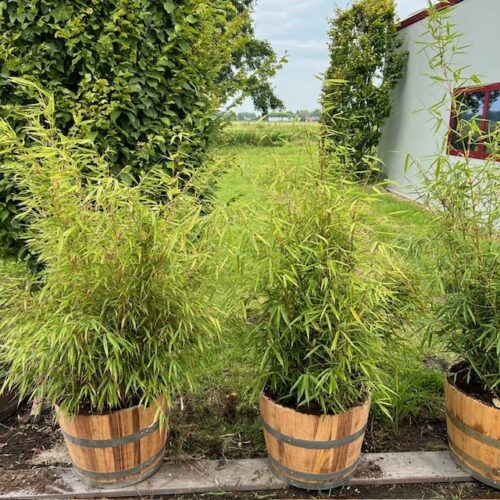 Half portvat 55 liter voorzien Bamboe Fargesia Robusta campbell
