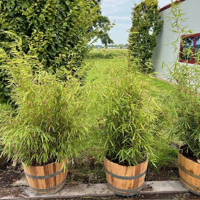 Half portvat 55 liter voorzien Bamboe Fargesia Robusta campbell