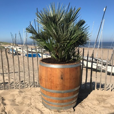 3/4 wijnvat met palm