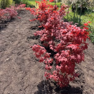 Acer pal. 'Bloodgood' (Japanse Esdoorn)