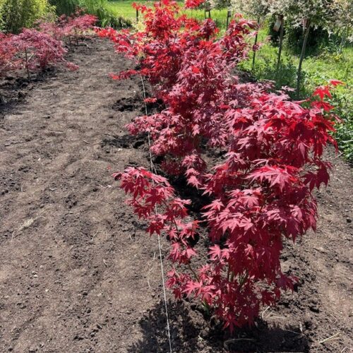 Acer pal. 'Bloodgood' (Japanse Esdoorn)