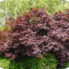 Acer pal. 'Bloodgood' (Japanse Esdoorn)