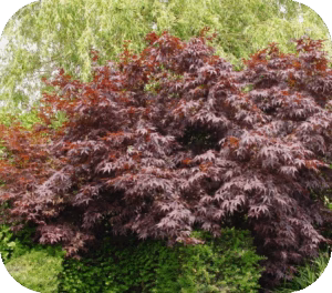 Acer pal. 'Bloodgood' (Japanse Esdoorn)
