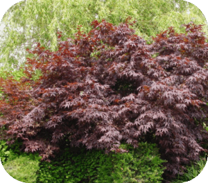 Acer pal. 'Bloodgood' (Japanse Esdoorn)