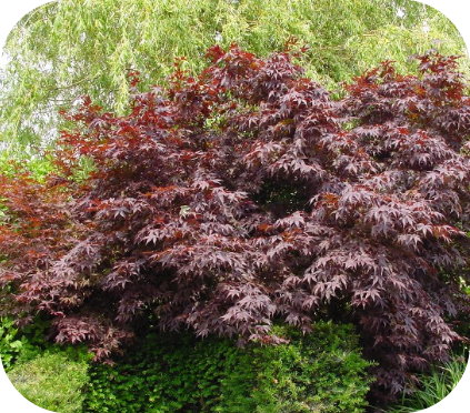 Acer pal. 'Bloodgood' (Japanse Esdoorn)