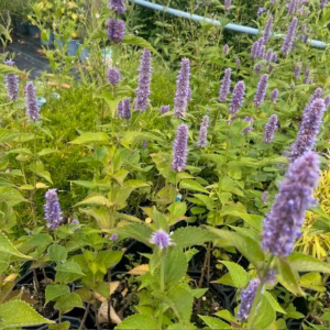 Agastache rugosa (Dropplant)