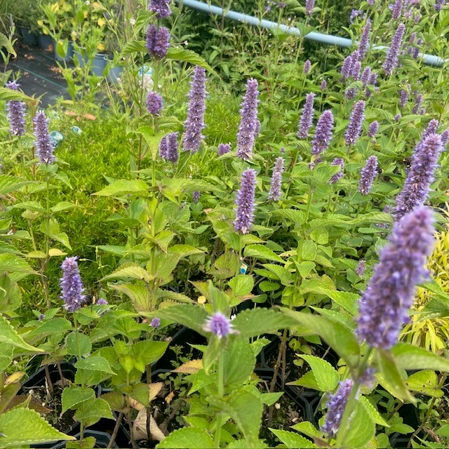 Agastache rugosa (Dropplant)