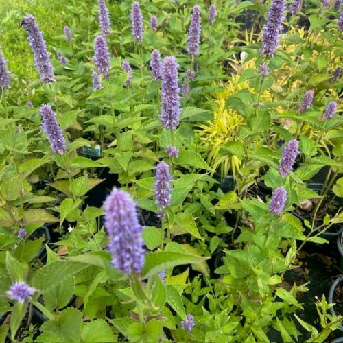 Agastache (Dropplant)