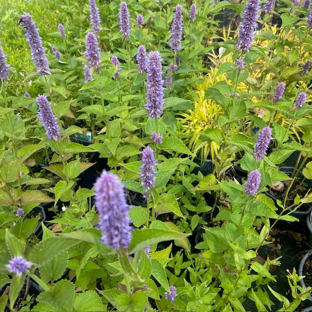 Agastache rugosa (Dropplant)