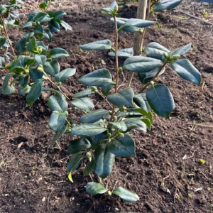Camellia Japonica 'Alba Simplex' (theestruik)