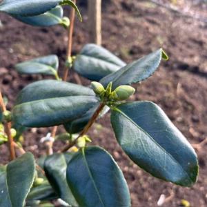 Camellia Japonica 'Alba Simplex' (theestruik)