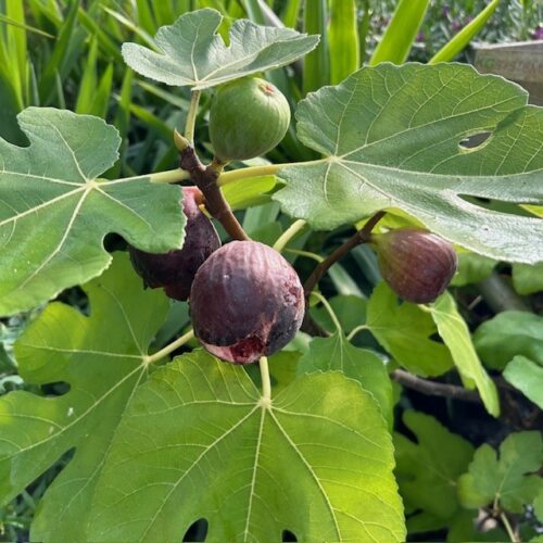 Ficus carica, (Vijgenboom) op stam All year Hector