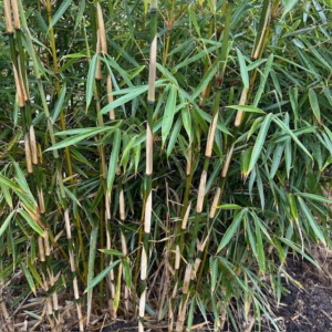 Bamboe Fargesia Robusta Campbell