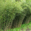 Bamboe Fargesia robusta Campbell