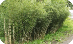 Bamboe Fargesia robusta Campbell
