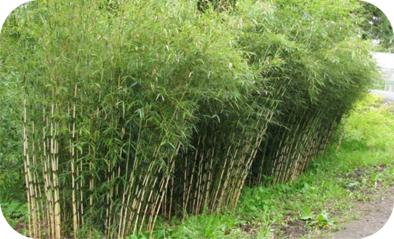 Kers compenseren Oost Bamboe Fargesia robusta Campbell 80 - 100 cm, in 2,5 liter pot - Tas  Boomkwekerij